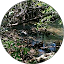 A shallow forest stream flows over rocks surrounded by green plants and trees, with dappled sunlight on the water and foliage, evoking the tranquil landscapes often painted by Hermann Kanter.